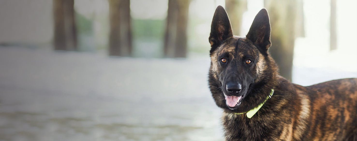 Dutch shepherd and clearance belgian malinois mix